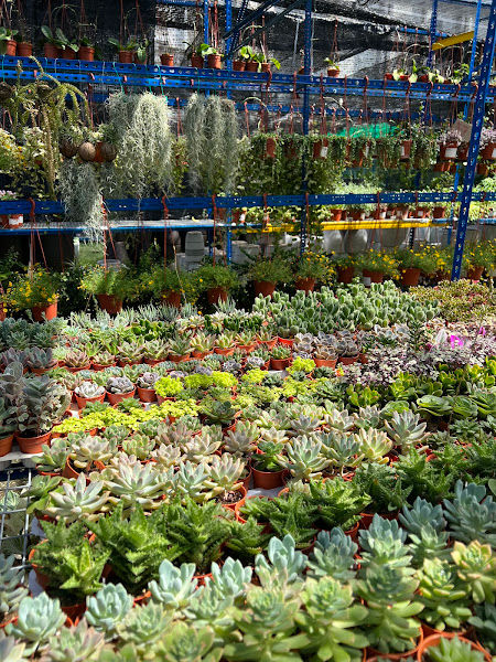 Green Plant Nursery SDN BHD gallery