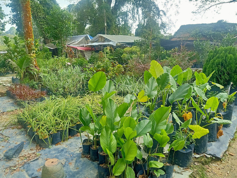 Sungai Buloh Nursery