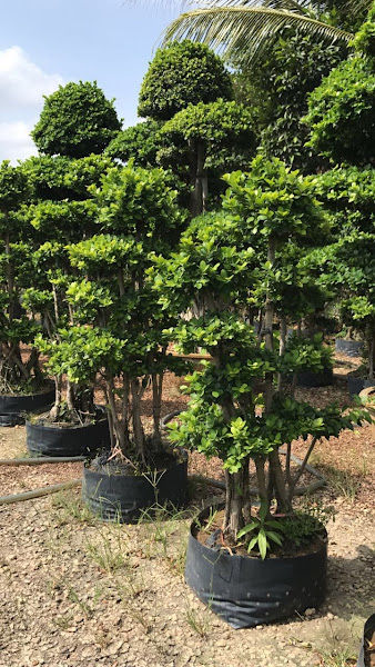 Hasimah Nursery Lot 51& 52 gallery