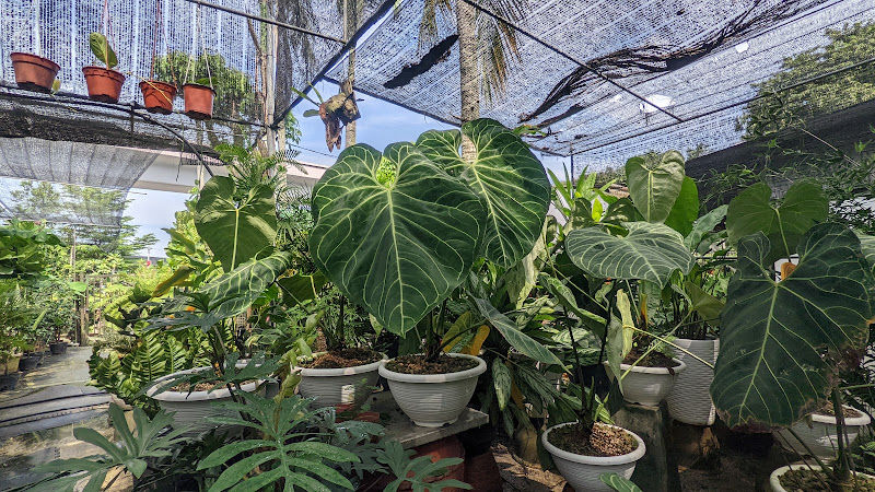 Pun Sam Landscape gallery