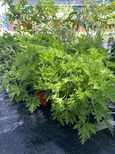 Abell Nursery gallery