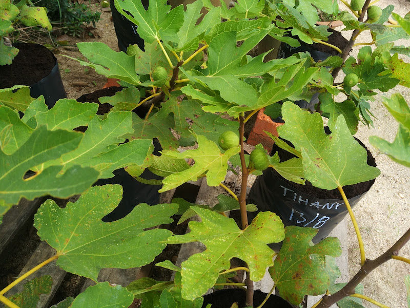 Telok Bakong Fig Garden gallery