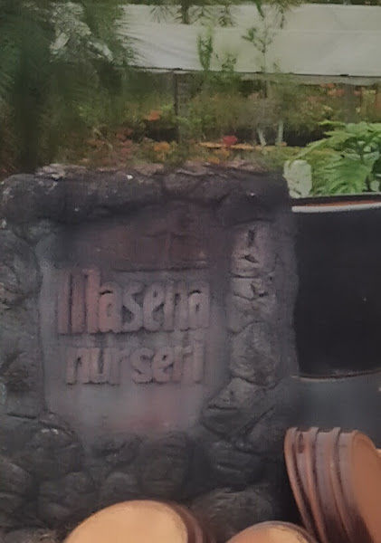 Masena Nursery Pokok gallery