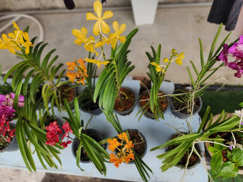 NURSERY NEK CAMI ICAM gallery