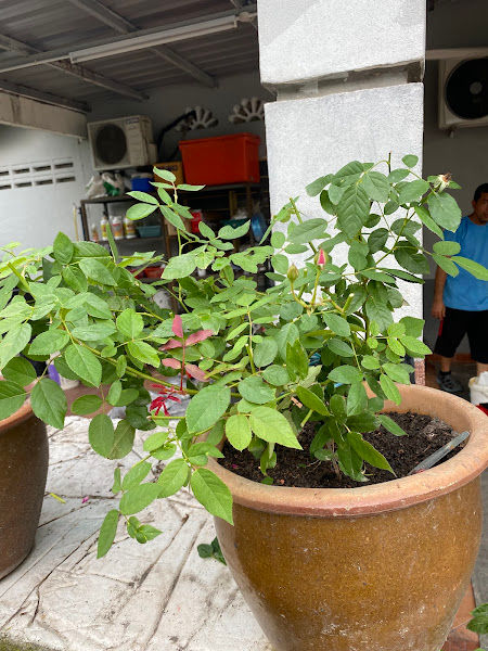 Abg Baja dan Tanah Organik gallery