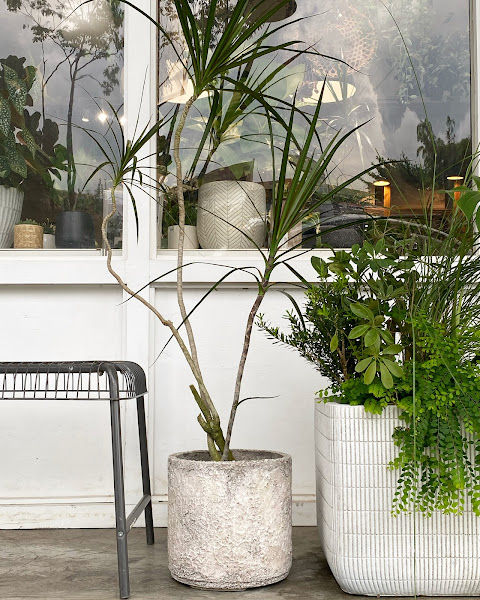 Plantae Lover - Urban Plant Shop gallery