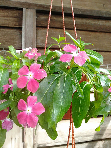 Ammara Garden gallery