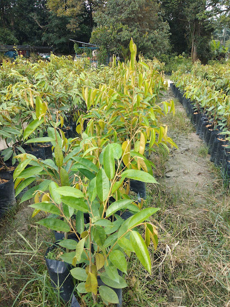 Dusun Pantai Nursery gallery