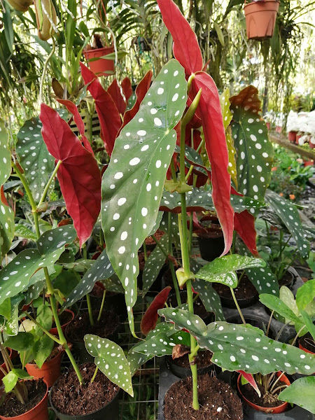 Sempadan Flora Ent gallery