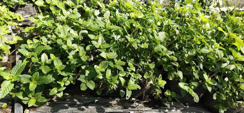 Aat Landscape Nursery (Rumah Nursery) gallery