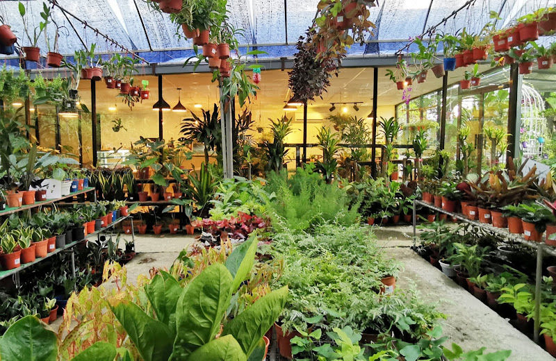 Dream Garden & Home Decor Sdn Bhd (Penang Branch)