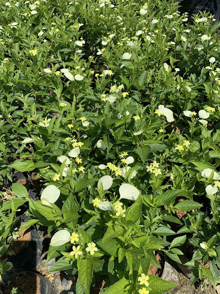 Alloy Nursery and Landscape gallery