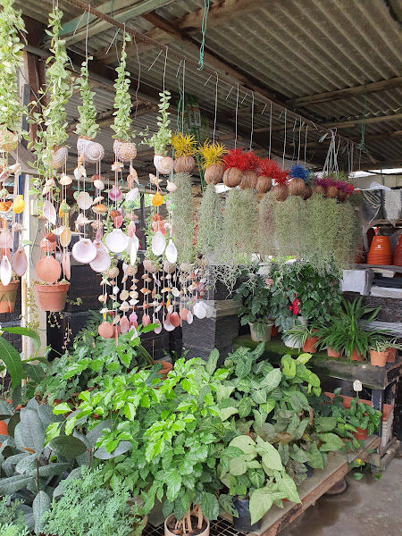 Kajang Nursery and Landscape gallery