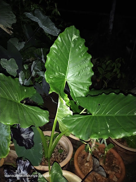 laman herba suria gallery