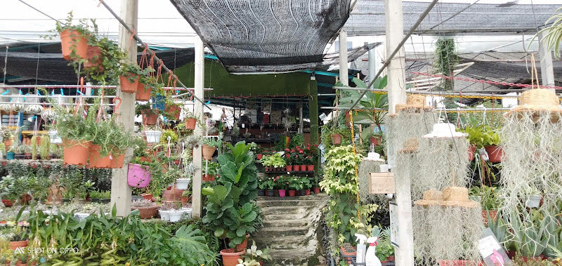 Hs Dey Dey Flower Garden gallery