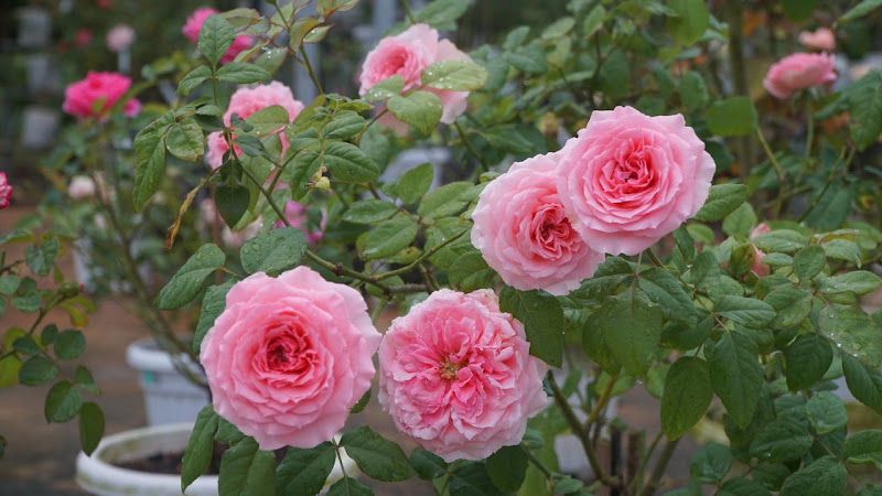 Taman Serungkai Mawar gallery