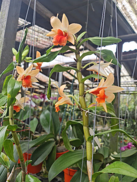 Ah Chat Orchid Nursery