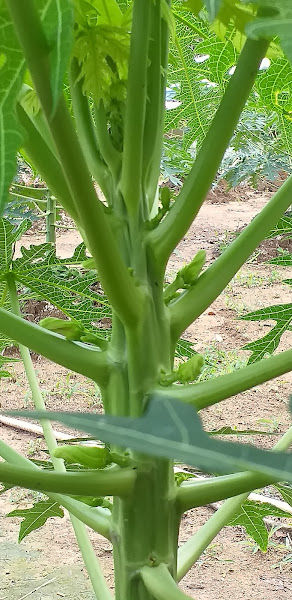 Balai Informasi Pertanian Ulu Beranang - Kitosanplus gallery