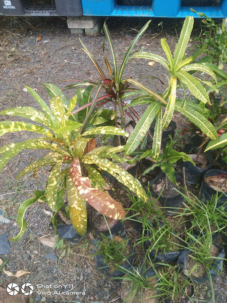 Nursery Jomberkebun gallery