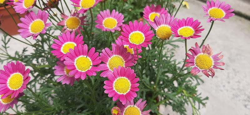 Fragrance nursery gallery