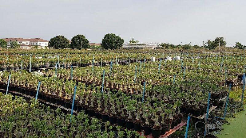 GADEK NURSERY TAMPIN gallery