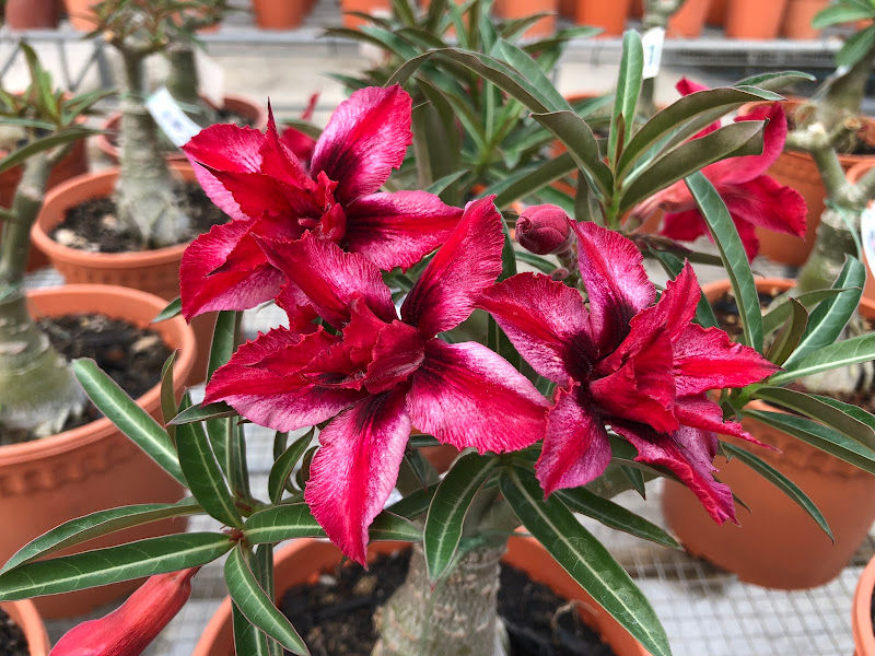 Lover Legend Adenium gallery