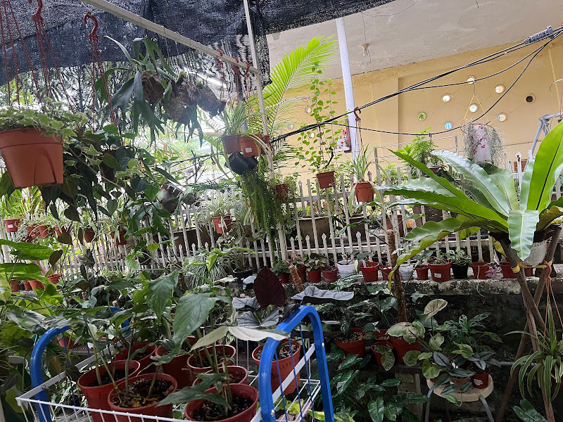 Blooming Bell Plant Nursery