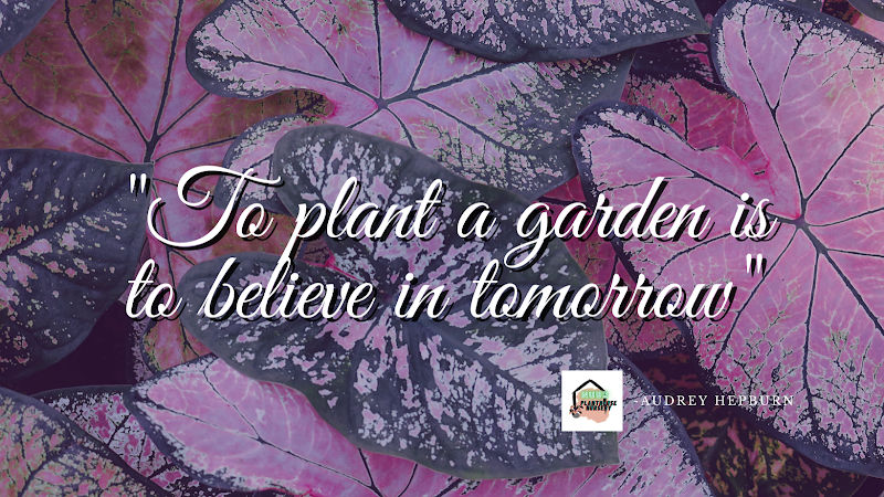 Nuur Plant House Nursery gallery