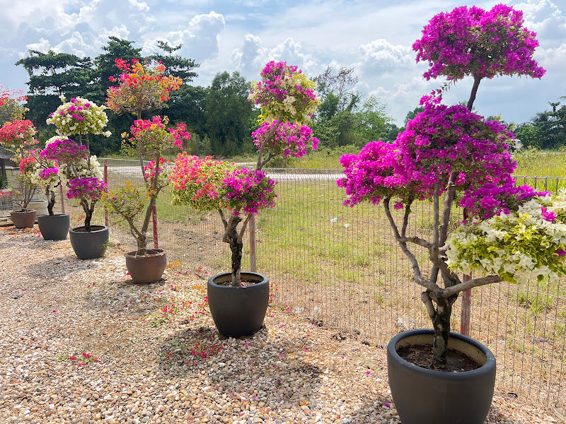 Tree Top Garden gallery