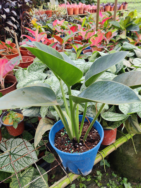 LS GROUP nursery gallery