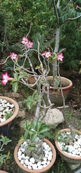 Rezada Flora gallery