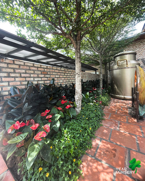 Yeap Nursery (M) Sdn Bhd gallery