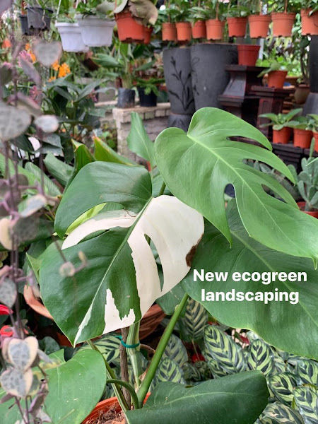 New Ecogreen landscaping gallery