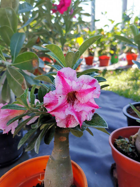 JIMMY NURSERY gallery