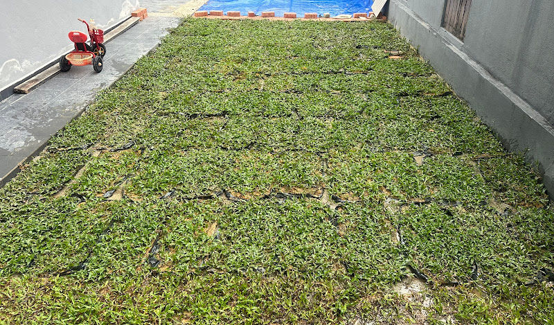 Grass Guru - Live Grass Supplier / Pembekal Rumput gallery