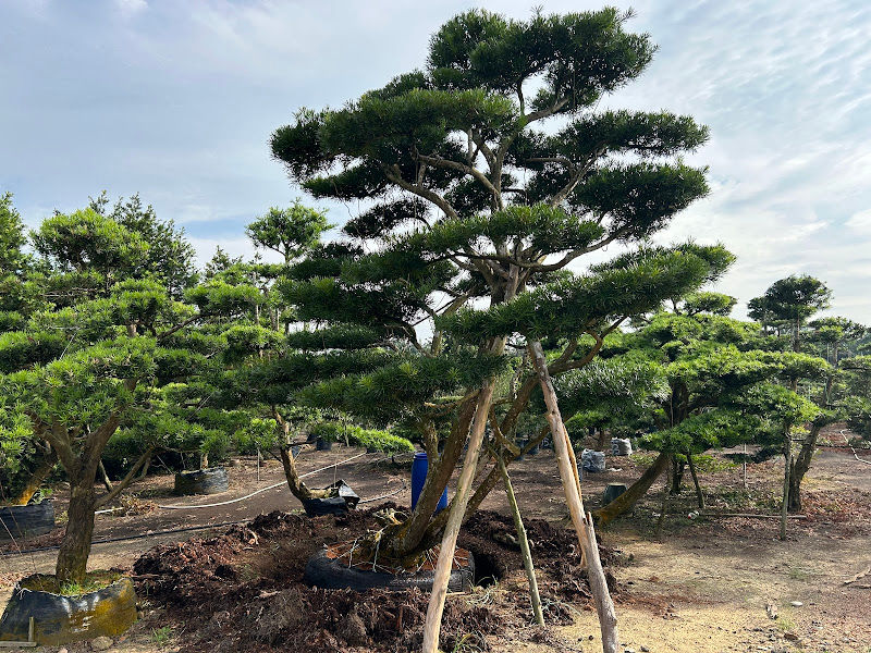 Plantasion Sdn. Bhd.