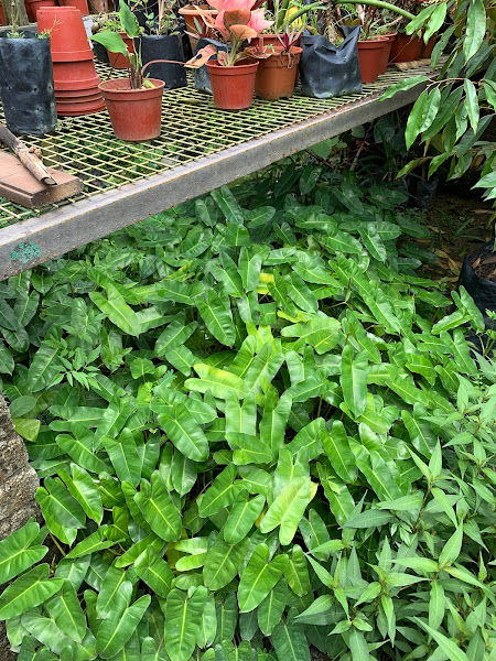 Bangi Nursery & Landscape gallery