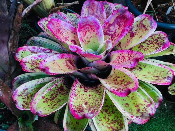 ED'Garden Bromeliad gallery