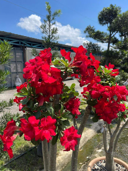 Lover Legend Adenium gallery