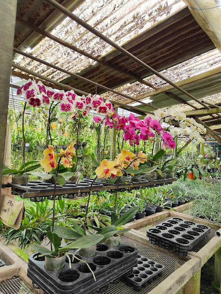 Ah Chat Orchid Nursery gallery
