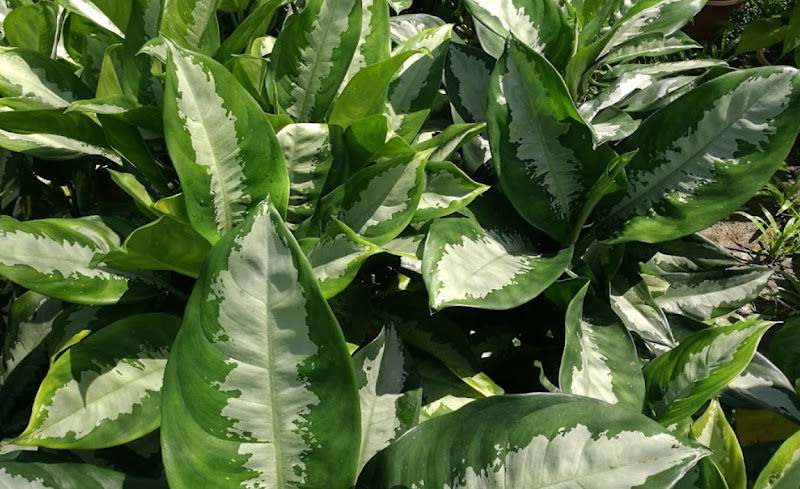 Flora Art Landscape Sdn Bhd - nursery gallery