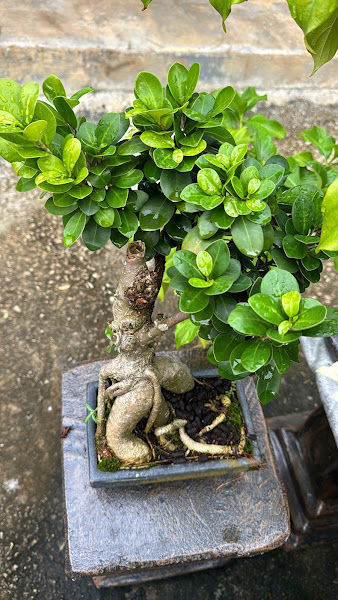 Lukut Red Pot Trading gallery