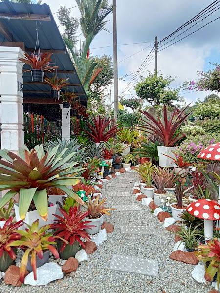 Nursery Manje Garden gallery