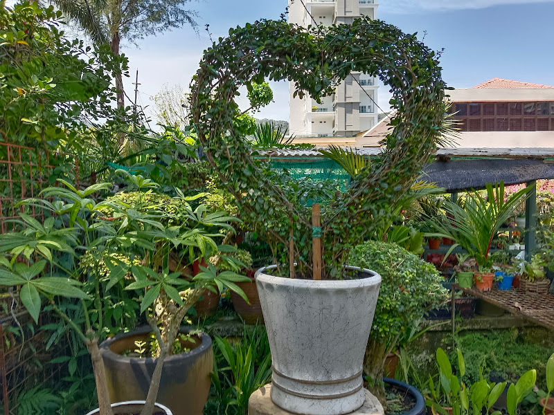 Perniagaan Jungle Forteen Trading