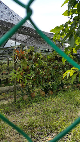 Ooi Leng Sun Orchids Nursery gallery