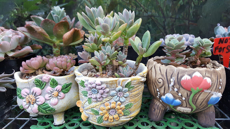 YUE LING NURSERY gallery