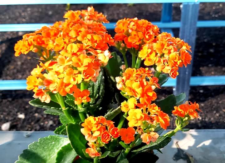 NSZ Mekar Nursery gallery