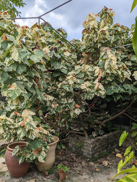 Ashe Succulent Garden gallery