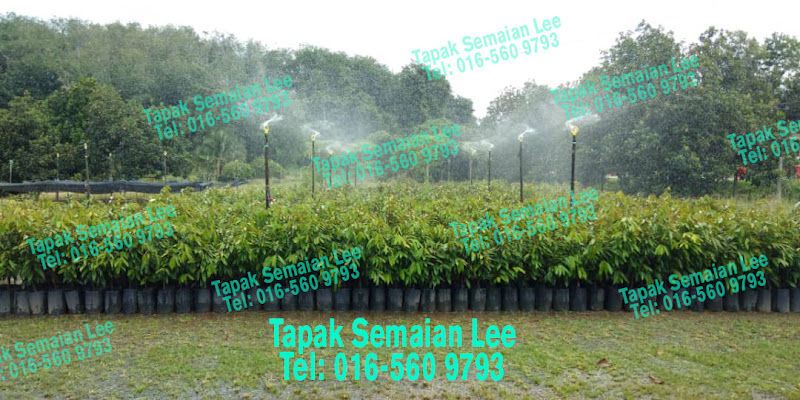 TAPAK SEMAIAN LEE gallery