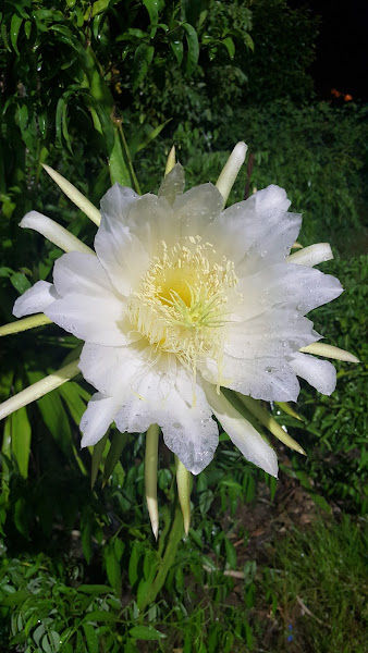 Ah Khoon Botanical Nursery gallery